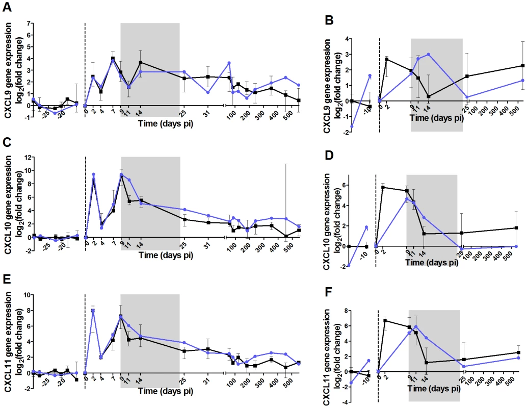 High dose of IFN-α in the acute phase of infection does not induce persistent ISG expression in AGMs.