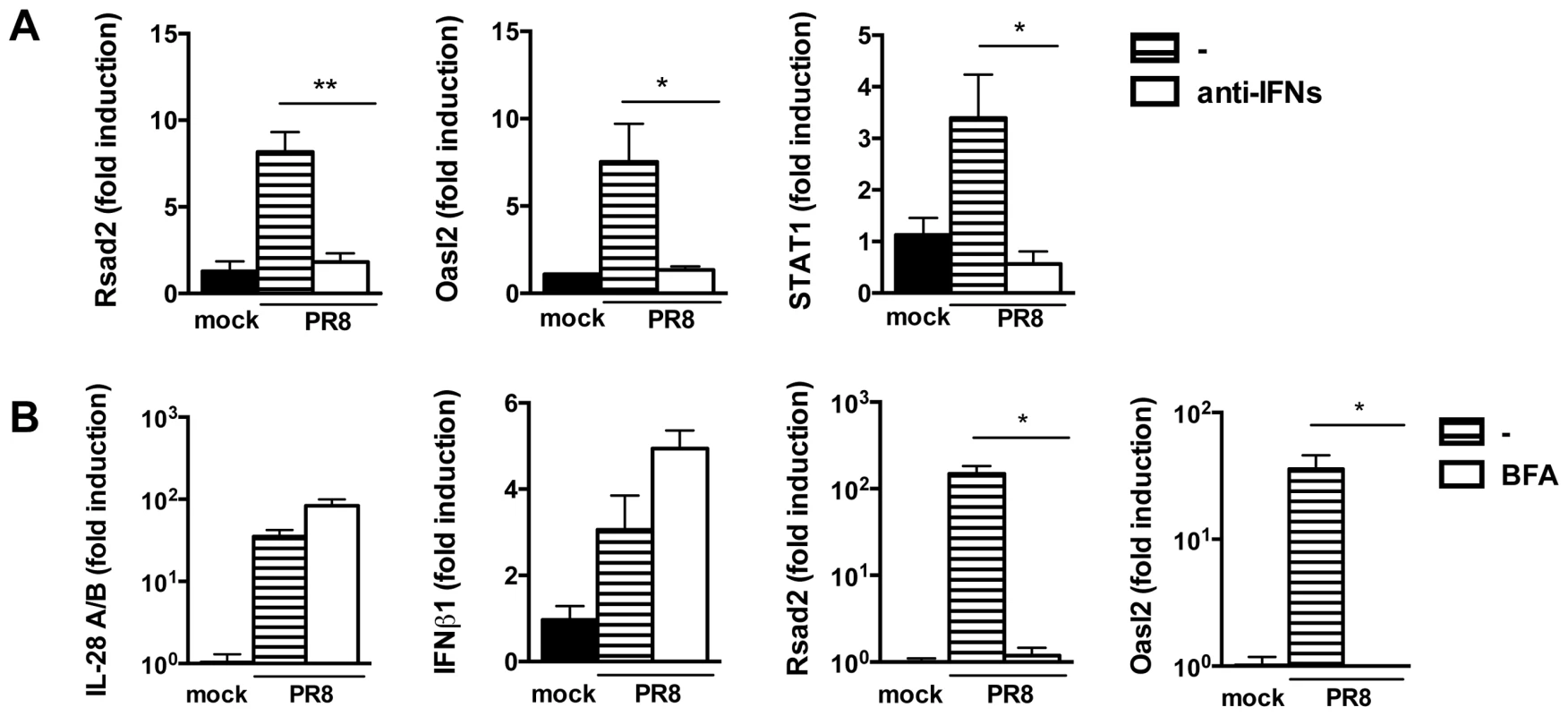Residual IFN production is responsible for ISG induction in MAVS−/− epithelia.