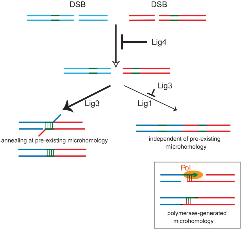 Model for the role of the three mammalian DNA ligases in chromosomal translocation formation in mouse cells.