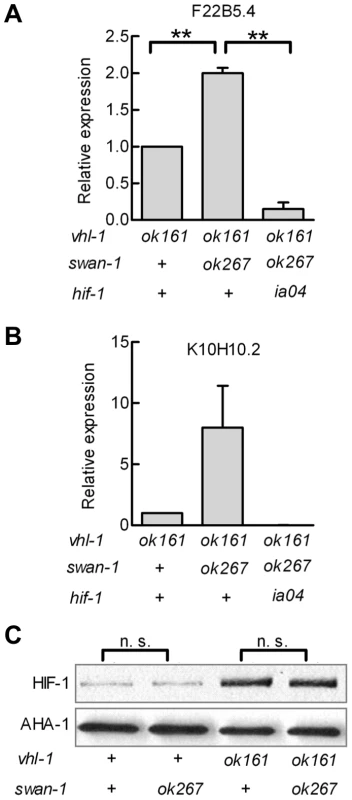 Loss-of-function mutations in <i>swan-1</i> increase expression of additional HIF-1 target genes, but do not alter HIF-1 protein levels.