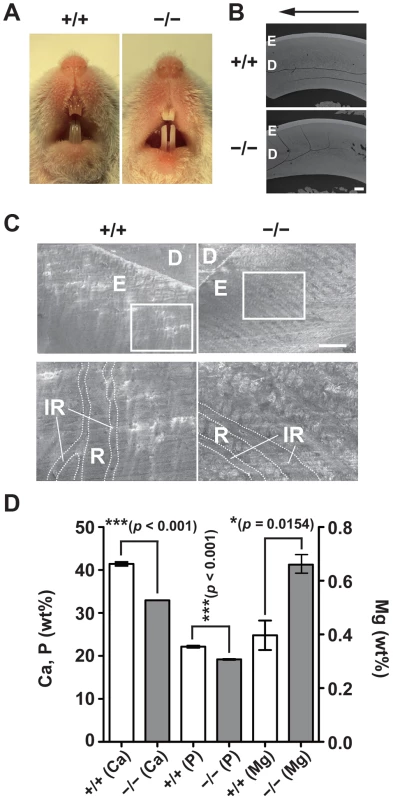 Hypomineralization of the tooth enamel in CNNM4-knockout mice.