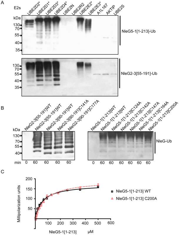 Interaction of NleG2-3 and NleG5-1 with human E2 enzymes.