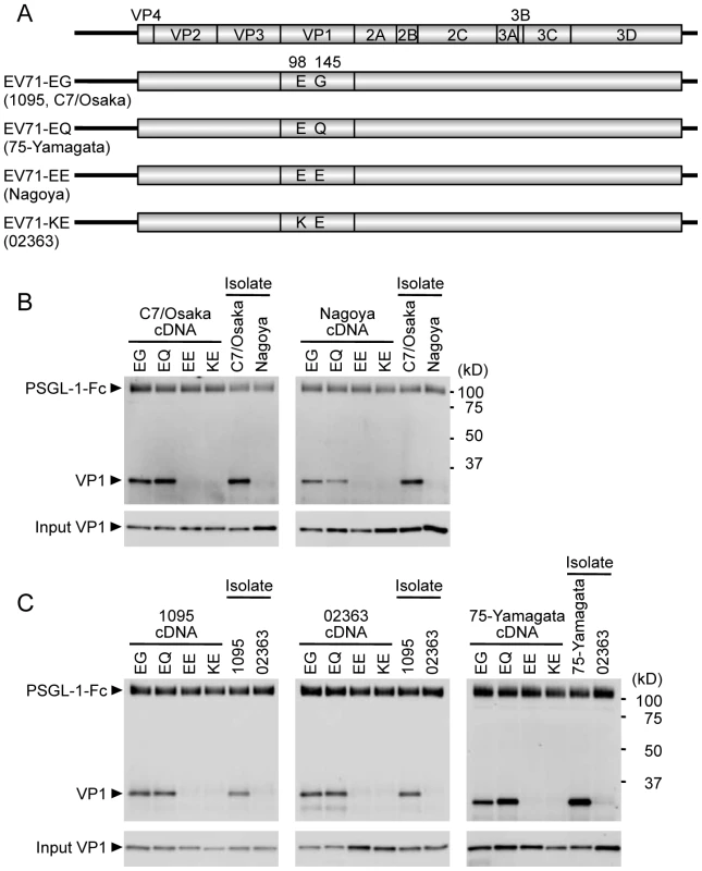 Co-precipitation analysis of EV71 mutants with soluble PSGL-1-Fc.