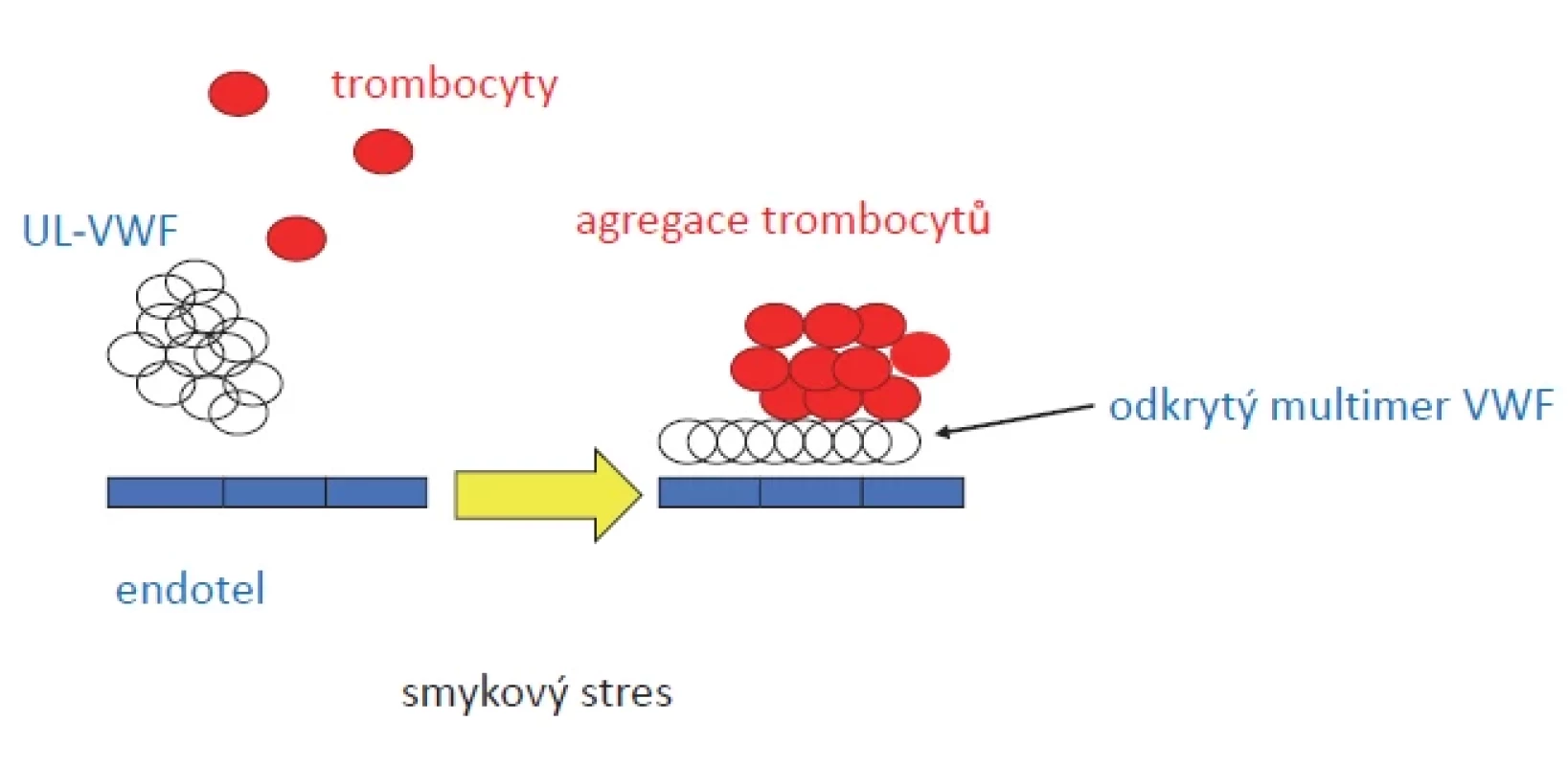 UL-VWF a agregace trombocytů.
