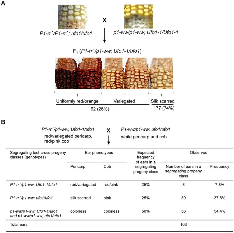 <i>Ufo1-1</i> mediates reactivation of <i>P1-rr′</i>.