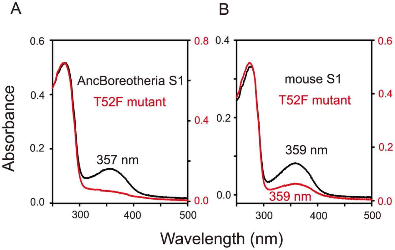 Absorption spectra of SWS1 pigments.