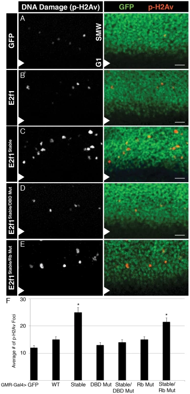 E2f1<sup>Stable</sup> causes DNA damage.