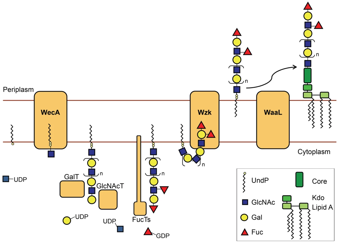 Novel LPS biosynthesis pathway in <i>H. pylori</i>.