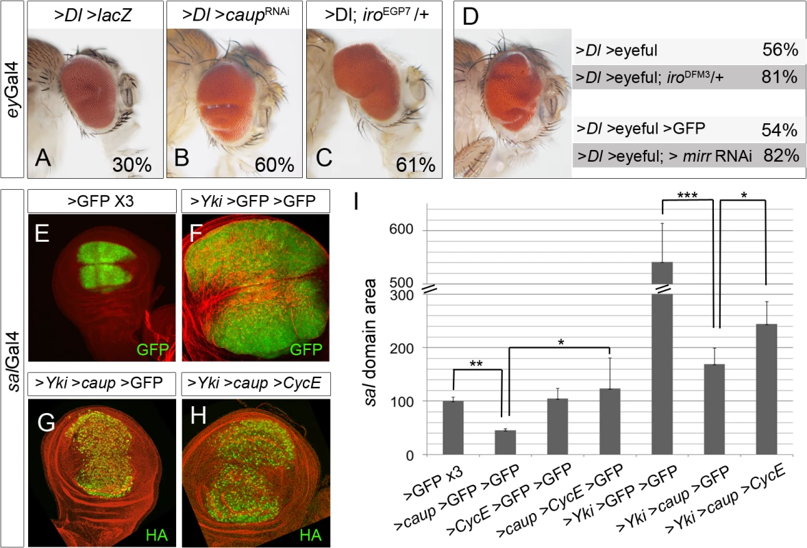 The levels of Iro proteins modulate tumour-like growth.