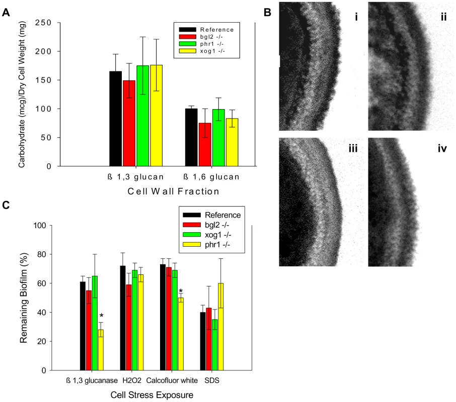 Impact of glucan modification enzyme mutants on cell wall composition and function of biofilm cells.