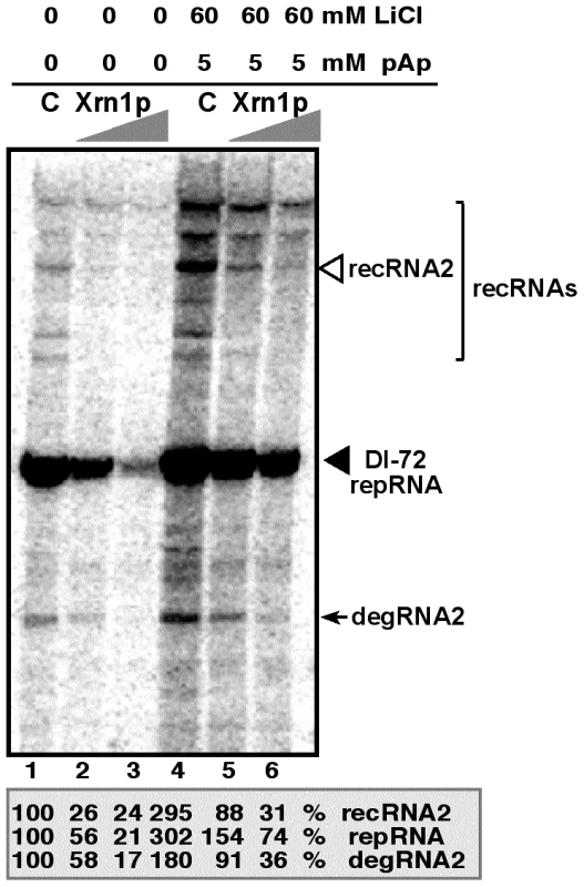 LiCl and pAp inhibit the activity of Xrn1p leading to increased accumulation of TBSV recRNA and degRNA in the cell-free yeast extract supporting TBSV RNA replication.