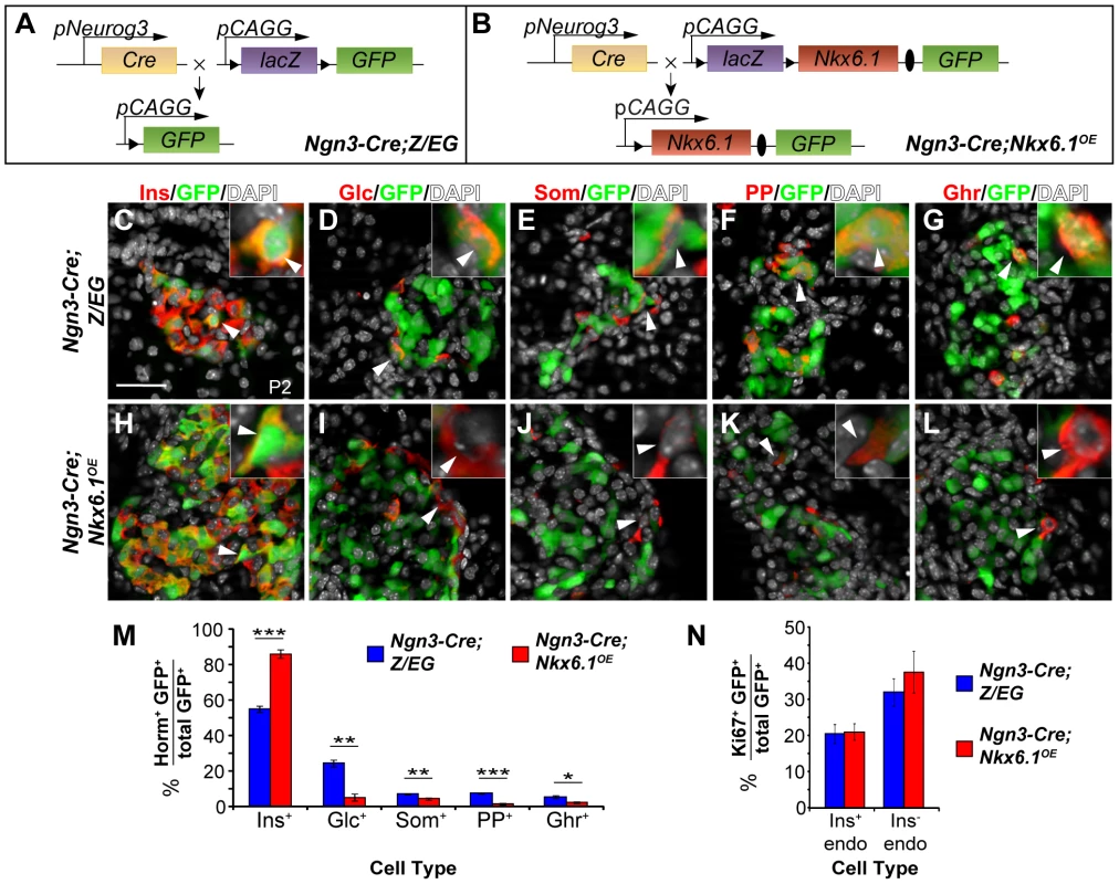 Forced <i>Nkx6.1</i> expression favors the beta cell fate choice.