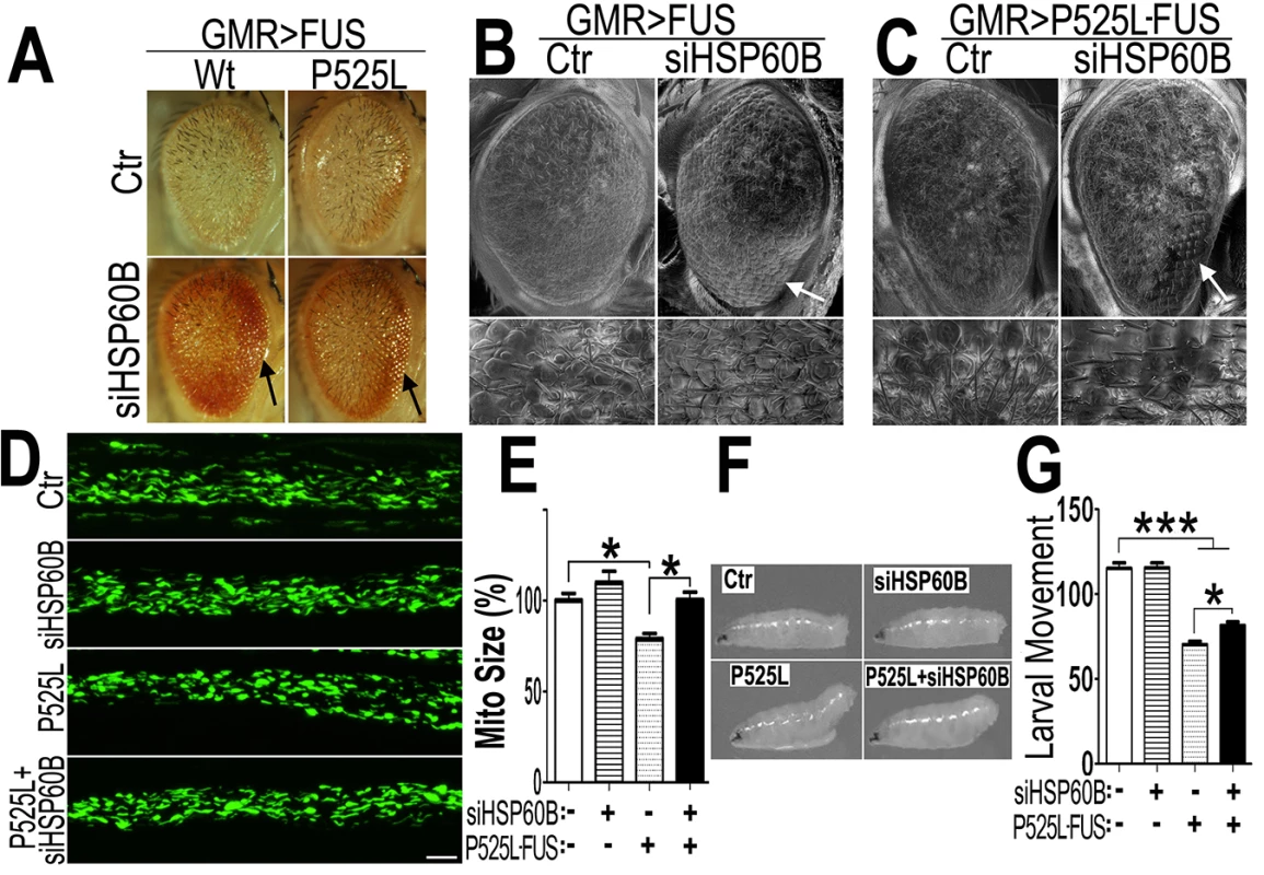 Down-regulating fly HSP60B expression partially rescues neurodegeneration phenotypes in FUS transgenic flies.
