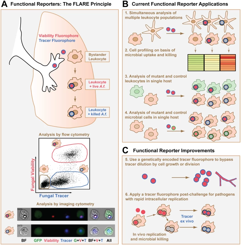 Design, applications, and potential improvements for a functional microbial reporter of viability.