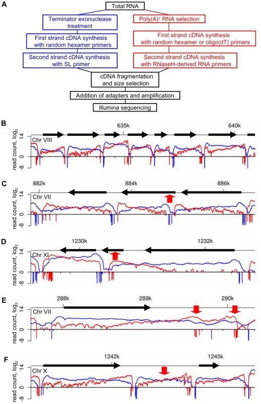 RNA-Seq precisely maps the ends of <i>T. brucei</i> transcripts.