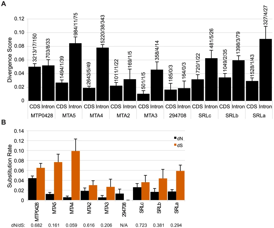 Divergence of autosomal and <i>MT+</i> duplicated genes.