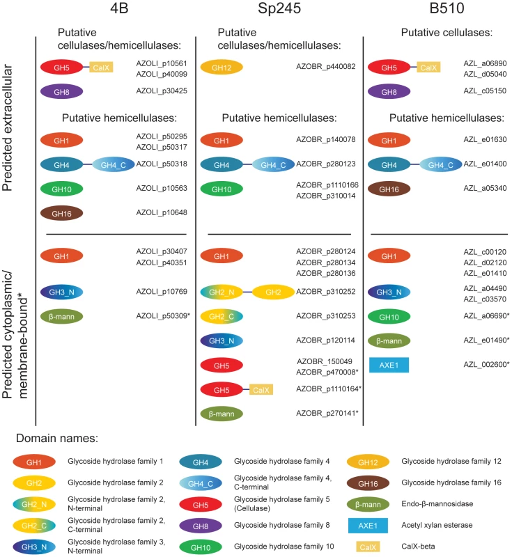 Glycoside hydrolases in <i>Azospirillum</i> with a potential to degrade the plant cell wall.