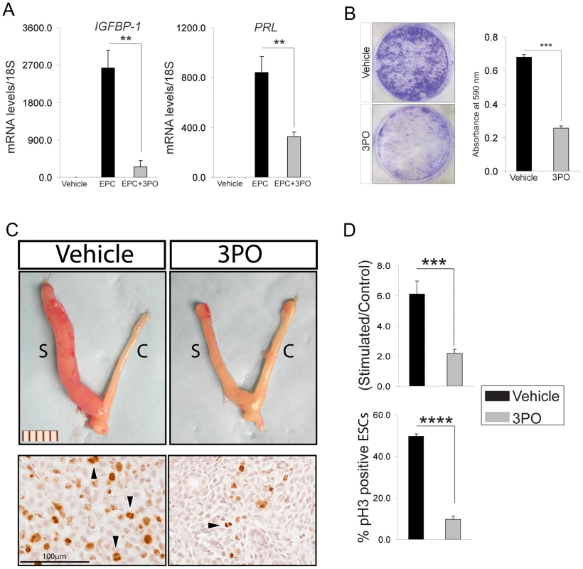 Pharmacological inhibition of PFKFB3 markedly attenuates ESC decidualization.
