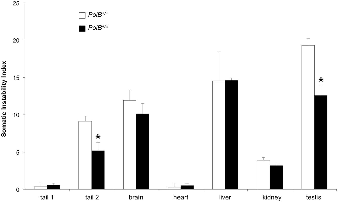 PolB+/C mice show a reduced somatic instability index in testis and tail.