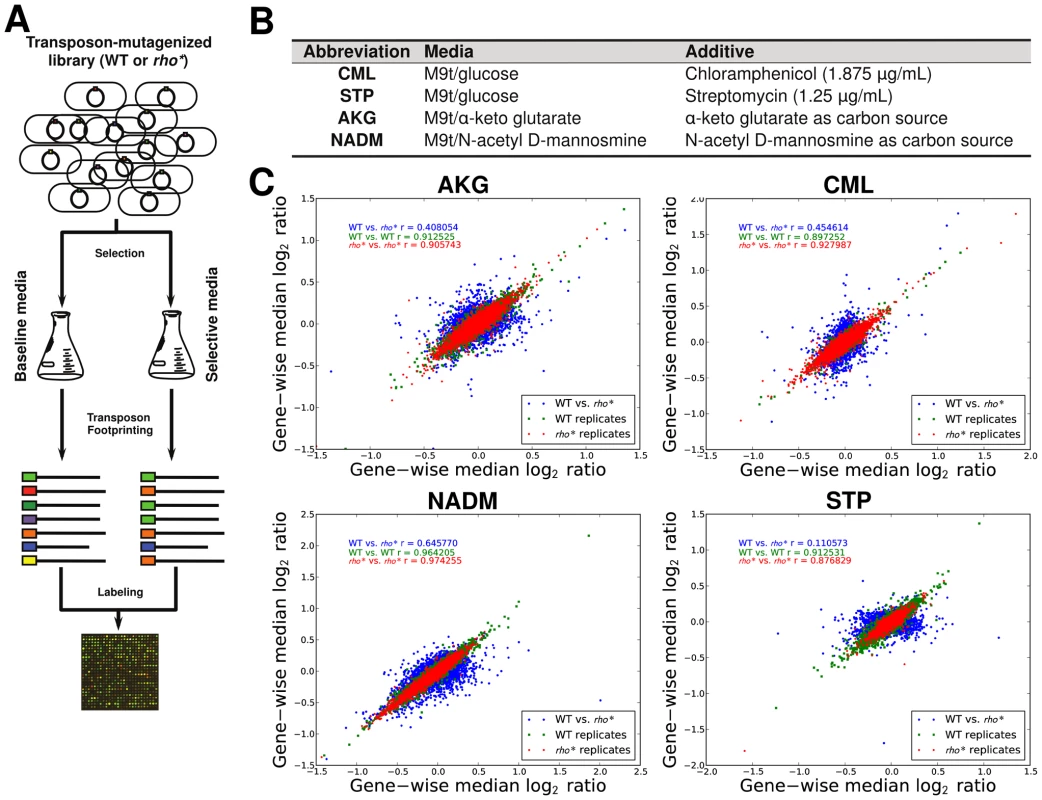 Mapping of fitness landscapes of WT and <i>rho</i>* cells using transposon-mutagenized libraries.