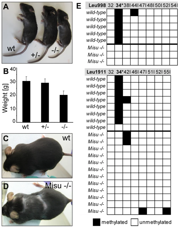 Loss of Misu results in block of tRNA methylation and causes reduced body weight and partial alopecia.