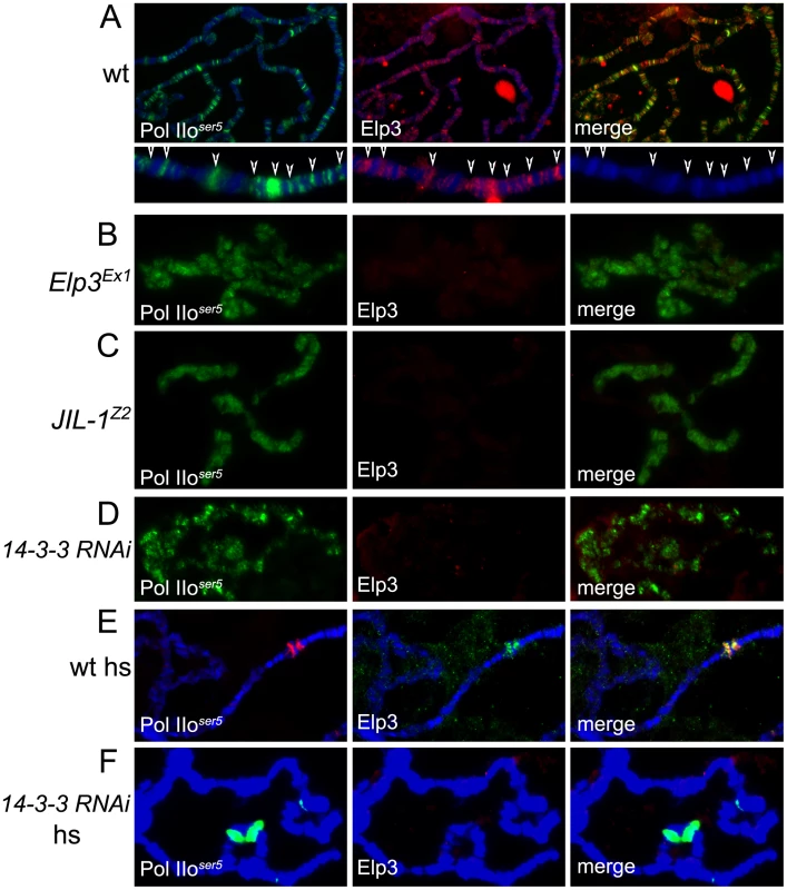 JIL-1 and 14-3-3 are required for Elp3 binding to chromosomes.
