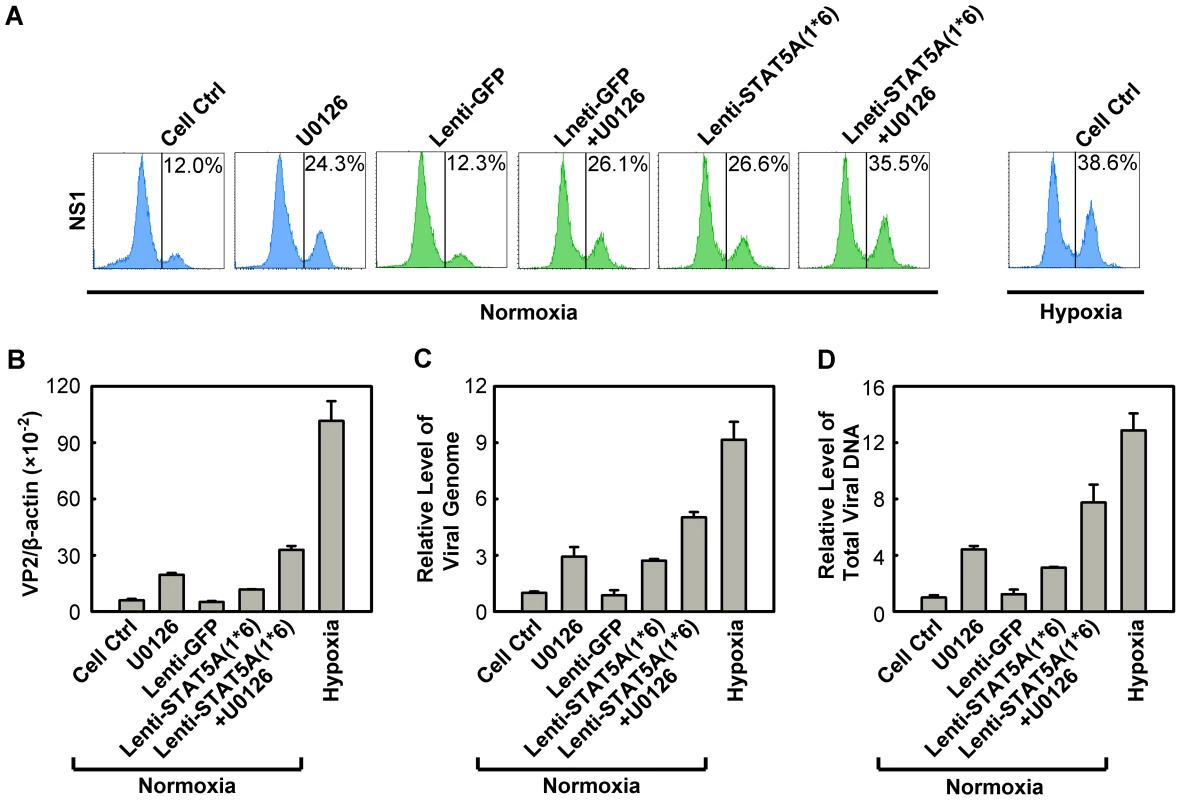 Regulation of B19V infection of CD36<sup>+</sup> EPCs by combinatorial STAT5A upregulation and MEK inhibition.