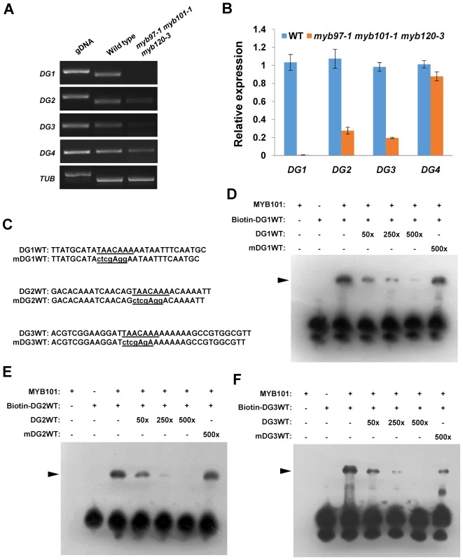 MYB101 binds to the MYBGAHV (TAACAAA) <i>cis</i>-element in the <i>DG1</i>, <i>DG2</i> and <i>DG3</i> promoters <i>in vitro</i>.