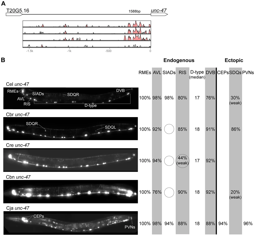 Functional conservation and divergence of <i>unc-47</i> regulation.