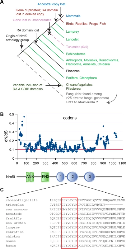 Nmf9 protein is highly conserved in Metazoans.