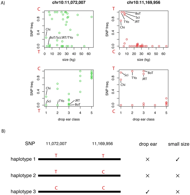 Variation in allele frequencies of the SNPs with the strongest association to drop ear (chr10:11,072,007) and body size (chr10:11,169,956).