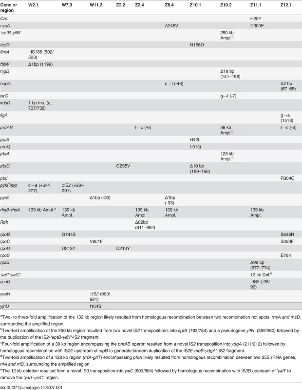 Mutations in evolved isolates derived from <i>E</i>. <i>coli</i> WT and <i>E</i>. <i>coli</i> ZED.