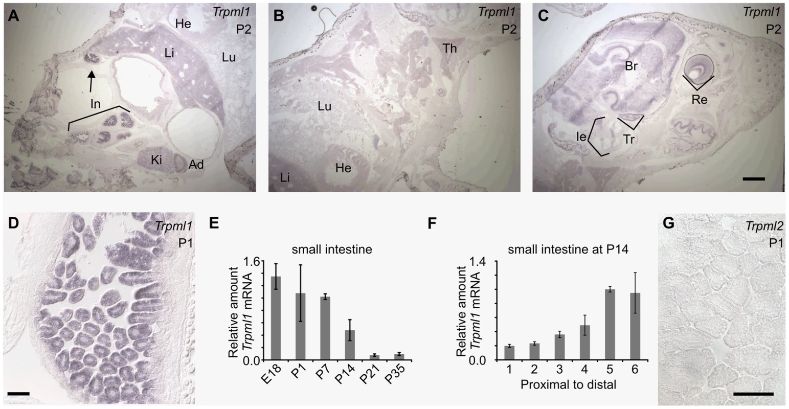 Neonatal intestines upregulate mRNA levels of mucolipin 1 (<i>Trpml1</i>), but do not express mucolipin 2 (<i>Trpml2</i>).
