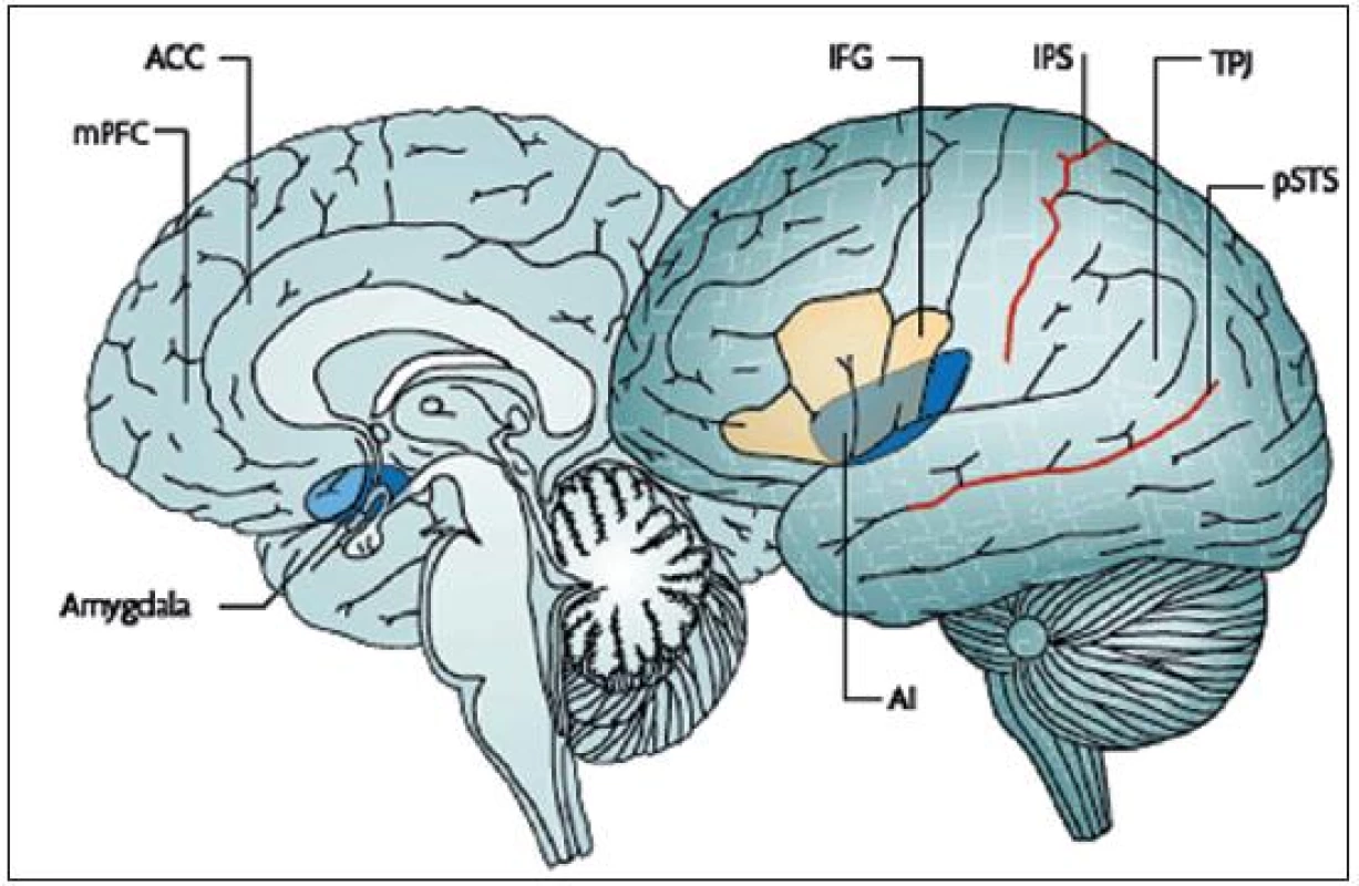 Uzly neuronálních sítí souhrnně pojmenovaných metaforickým pojmem „sociální mozek“ (5). V průběhu adolescence prodělávají tyto systémy rozsáhlou přestavbu podmíněnou evolučně geneticky a hormonálně stejně jako interakcemi se zevním prostředím, v současnosti zejména s věkovými vrstevníky.
amygdala mandlové jádro
mPFC - vnitřní prefrontální kůra
ACC - přední část cingulární kůry
AI - přední insulární kůra
IFG - dolní čelní závit
IPS - sulcus intraparietalis
TPJ - temporoparietální junkce
pSTS - zadní část sulcus temporalis superior