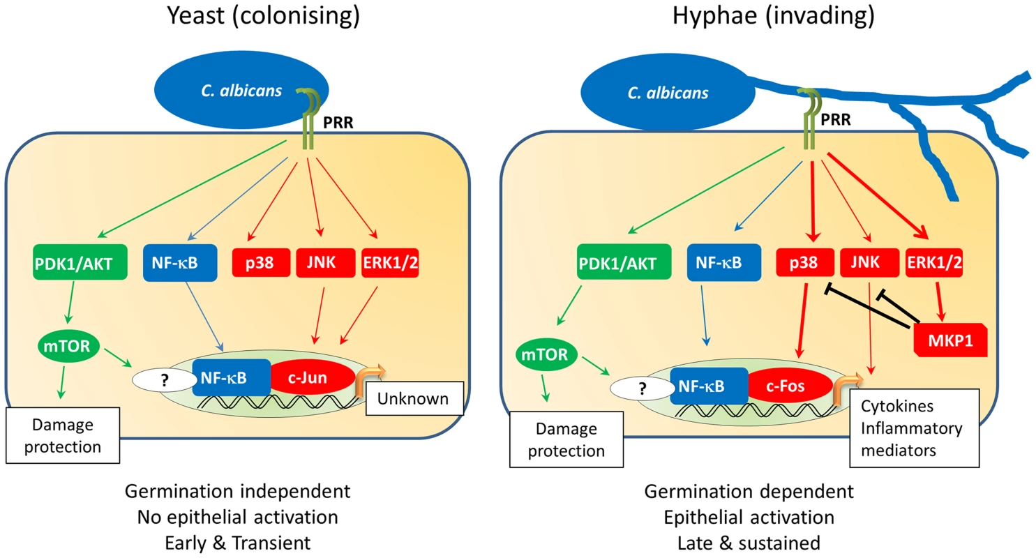 <i>C. albicans</i>-induced epithelial cell signalling.