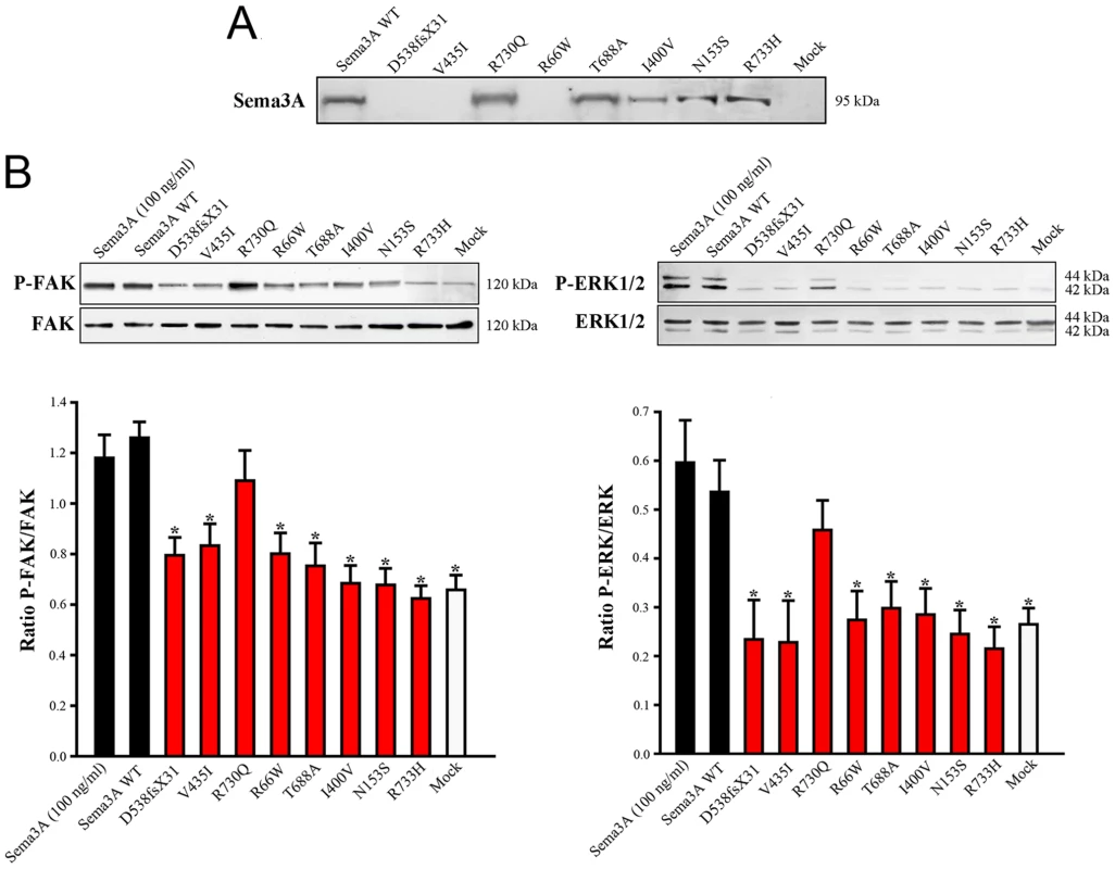 Defective secretion or signaling activity of Sema3A proteins harboring the mutations identified in Kallmann syndrome patients.