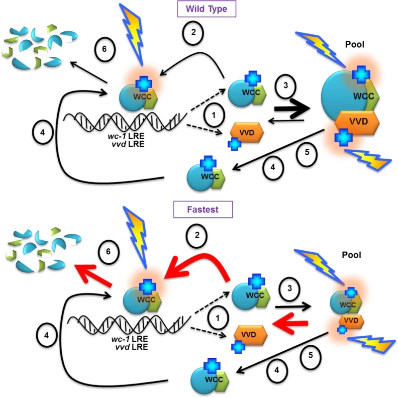 Model: Photocycle length defines the strength of the VVD-WCC interaction and the magnitude of this interacting pool is essential for photoadaptation and maintained light sensitivity.