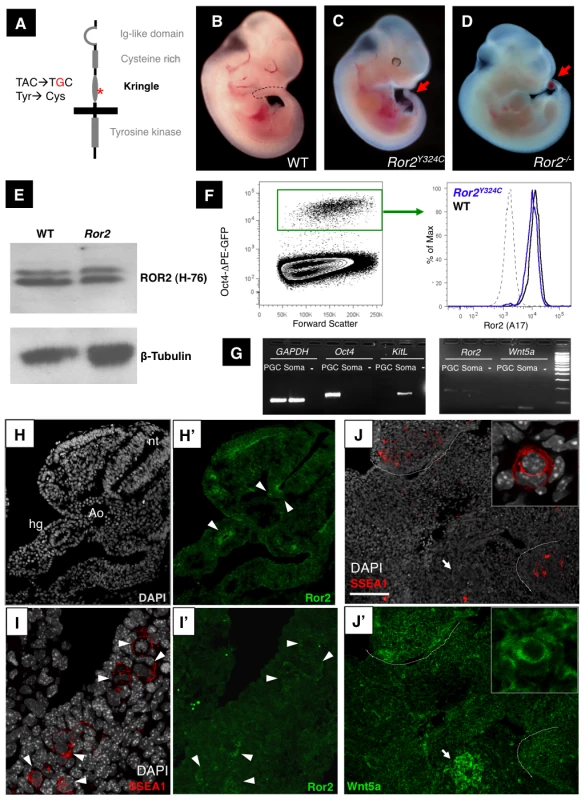 A <i>Ror2</i> ENU allele and expression in PGCs.