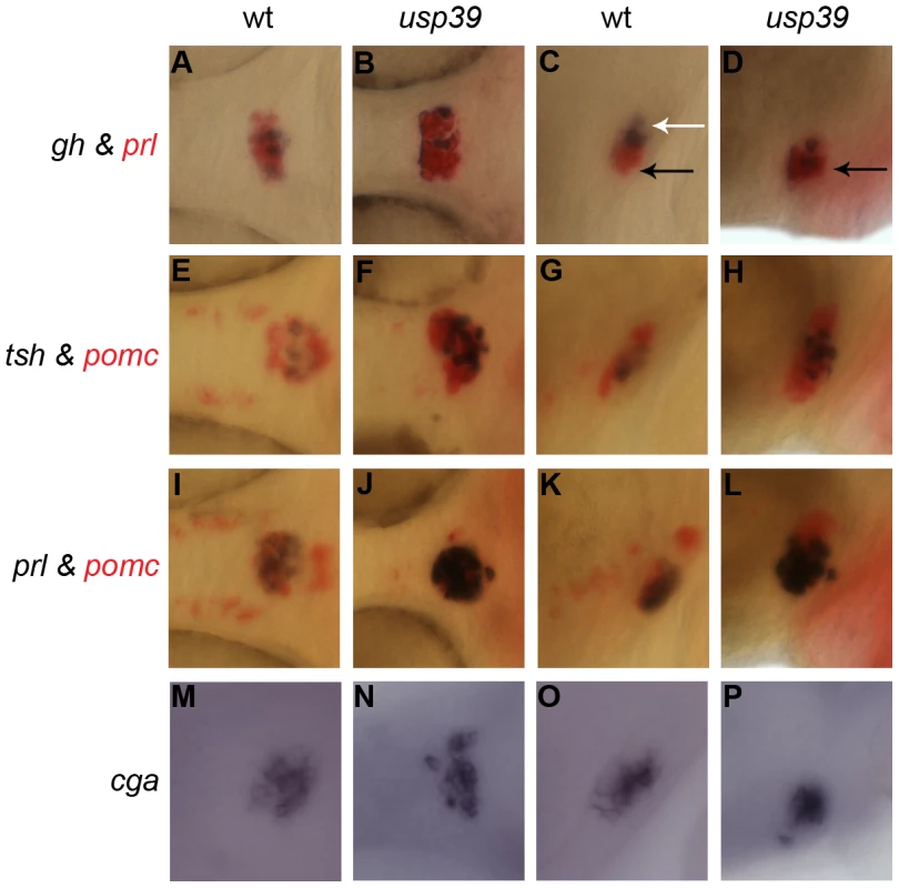 <i>usp39</i> mutation lead to expansion of all pituitary cell lineages at 48 hpf as indicated by pituitary hormone markers.