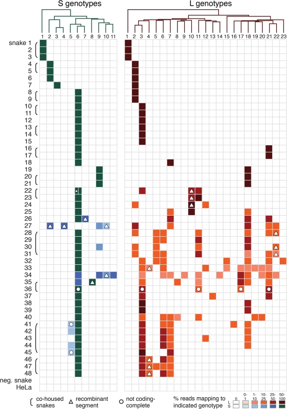 Individual snakes are infected by complex unbalanced sets of viral genotypes.