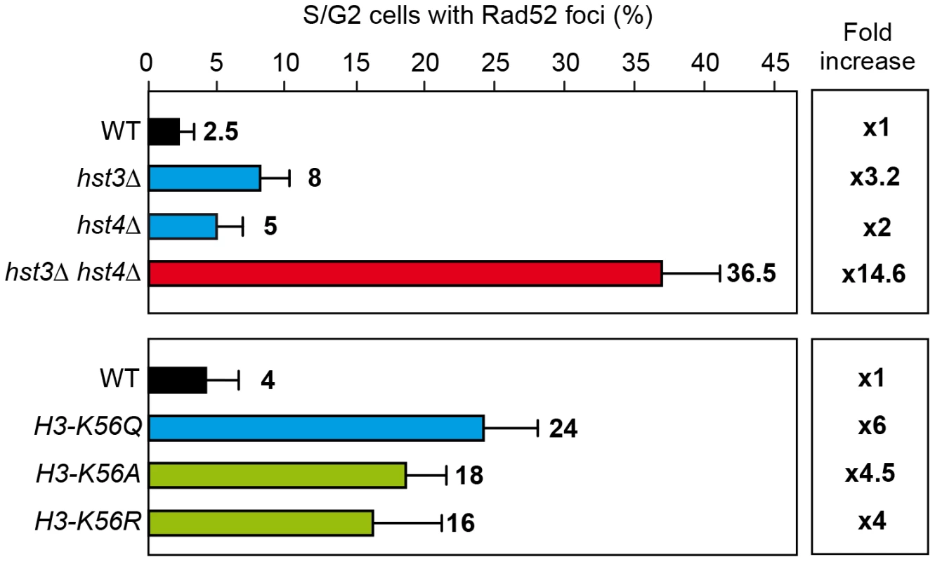 H3K56 acetylation increases DNA damage.