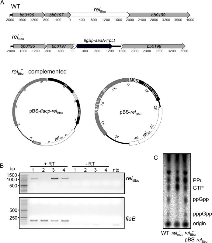 Mutation and complementation of <i>rel</i><sub>Bbu</sub> in <i>B</i>. <i>burgdorferi</i>.