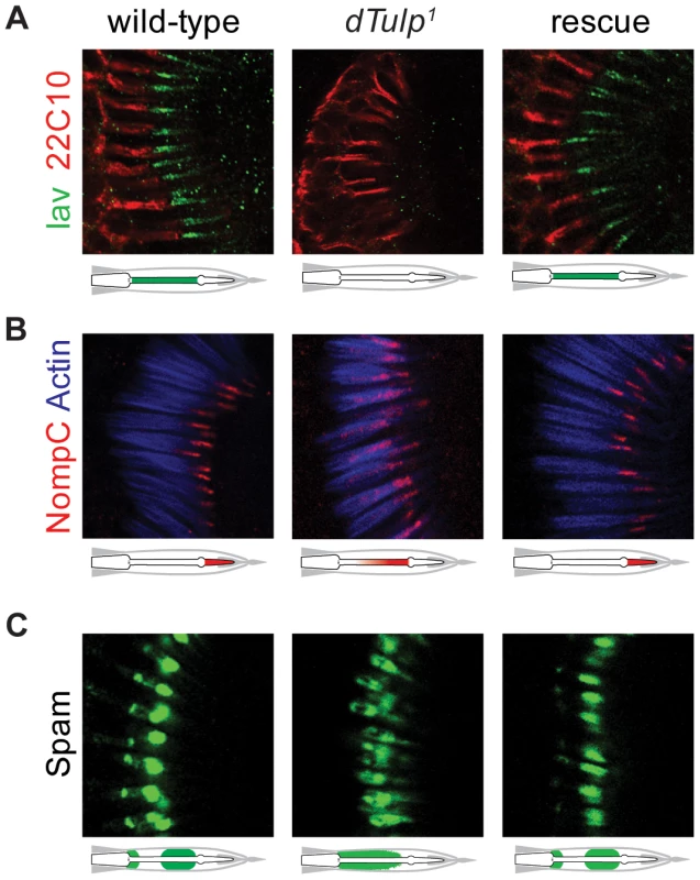 Mislocalization of Iav, NompC and Spam in the <i>dTulp</i> mutant.