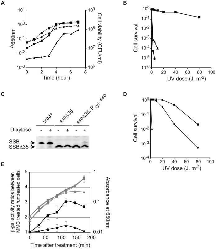 The SSB<sub>Cter</sub> is crucial for optimal cell growth and genome maintenance.