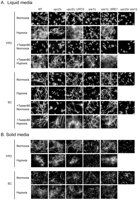 YlSre1 and YlUpc2 regulate filamentation.