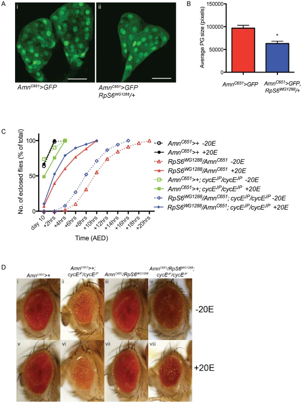 <i>RpS6</i> mutant larvae have smaller prothoracic glands and an ecdysone dependent developmental delay.