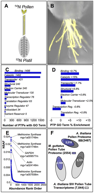 Characterization of the pollen tube proteome from yellow monkeyflowers.