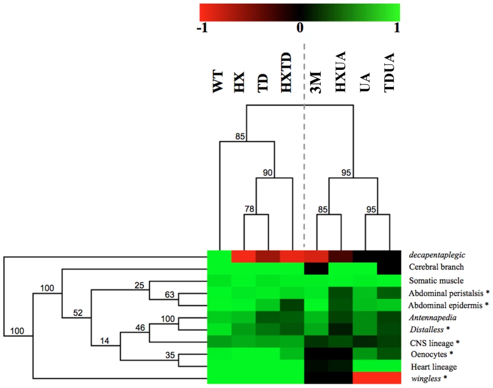 Hierarchical clustering of AbdA domain requirements.