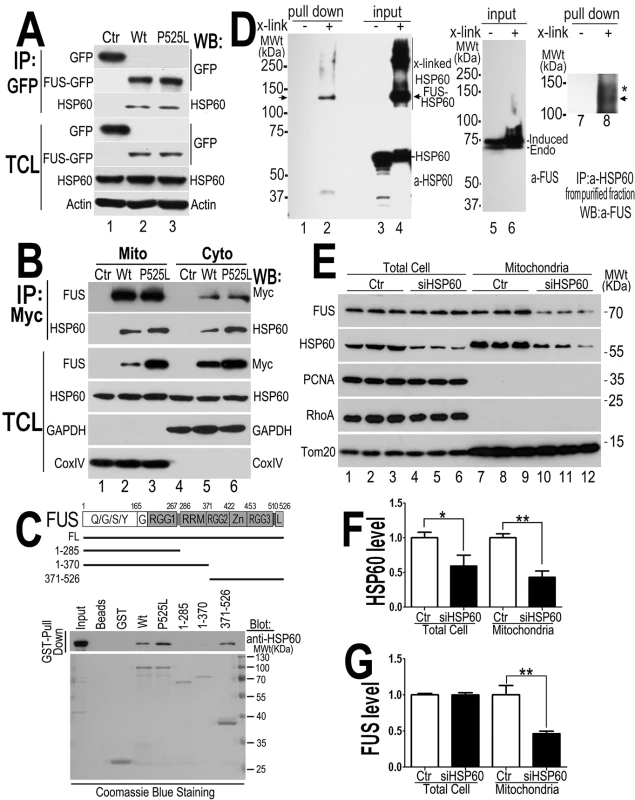 HSP60 interacts with FUS, mediating FUS mitochondrial localization.