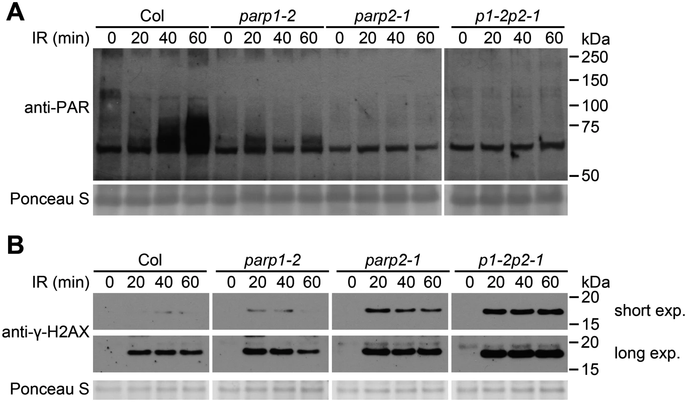 PARP2 plays a dominant role in response to ionizing irradiation.